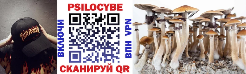 цена   Сосновка  гидра   Псилоцибиновые грибы Psilocybe 
